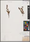 Foto von Salix aurita L. x Salix repens L.